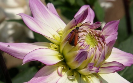 Stictoleptura rubra