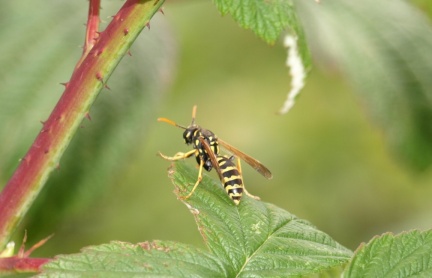 Polistes dominula (femelle)