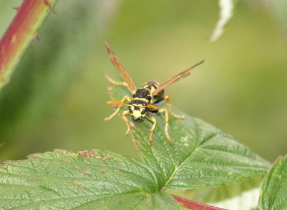 Polistes dominula (femelle)