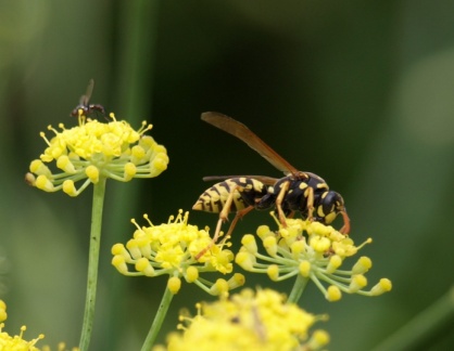 Polistes dominula (femelle)