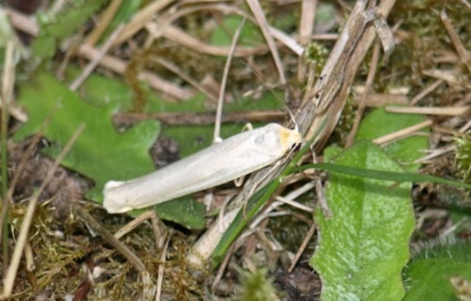 Eilema caniola