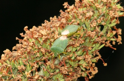 Palomena prasina