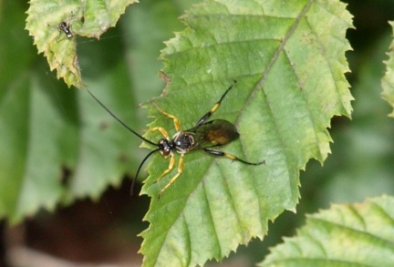 Ichneumoninae sp.