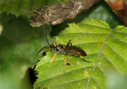 Ichneumoninae sp.