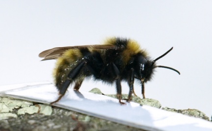 Bombus campestris