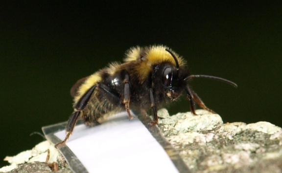 Bombus campestris