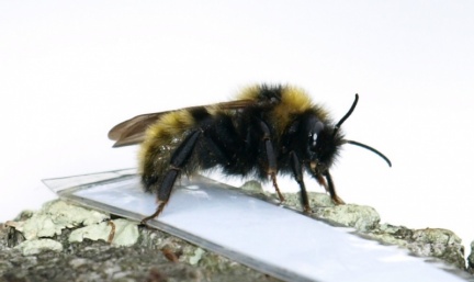 Bombus campestris