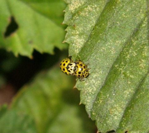Psyllobora vigintiduopunctata