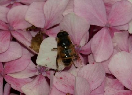 Eristalis tenax