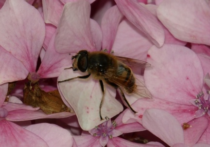 Eristalis tenax