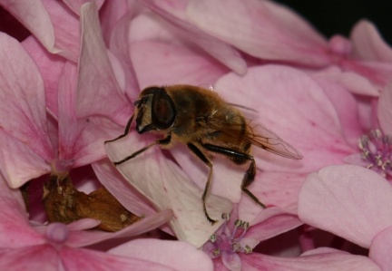 Eristalis tenax