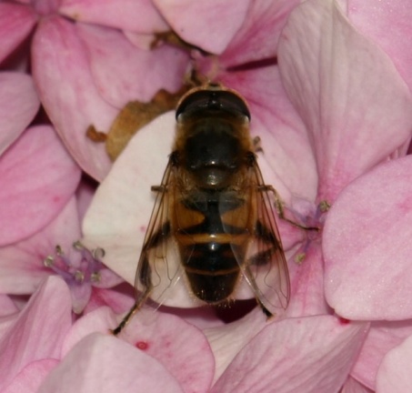 Eristalis tenax