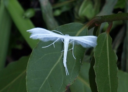 Pterophorus pentadactyla 