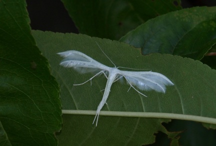 Pterophorus pentadactyla 