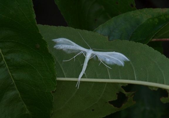 Pterophorus pentadactyla 