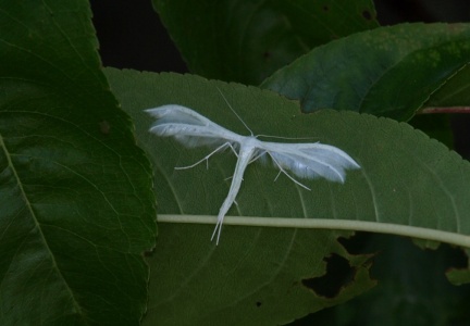 Pterophorus pentadactyla 