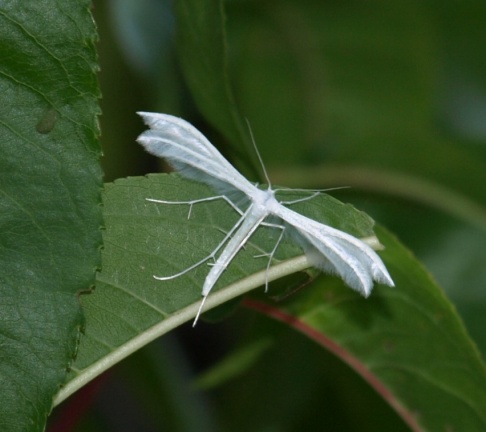 Pterophorus pentadactyla 