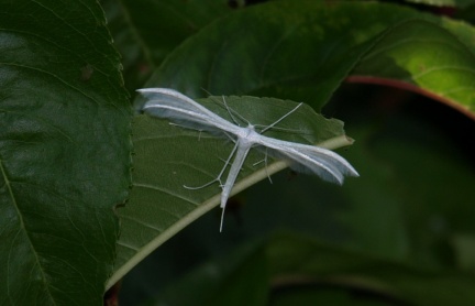 Pterophorus pentadactyla 