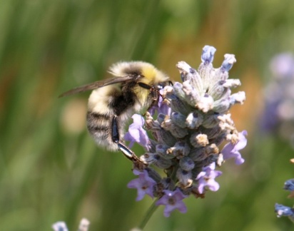 Bombus sp.