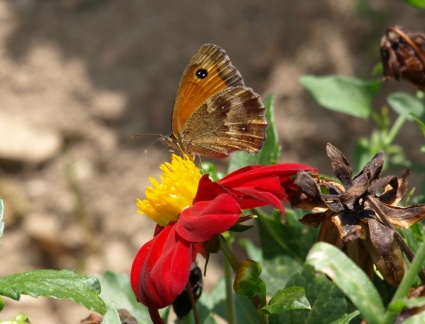 Pyronia tithonus