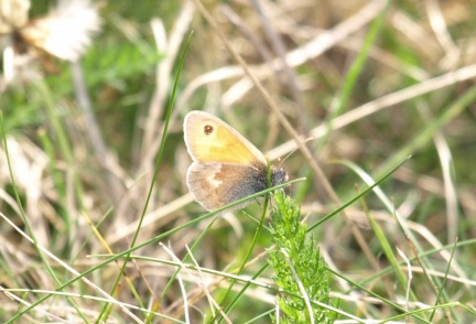 Coenonympha pamphilus