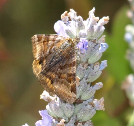 Euclidia glyphica