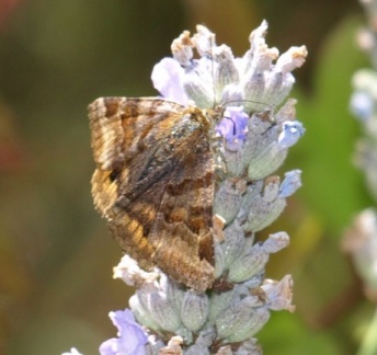 Euclidia glyphica