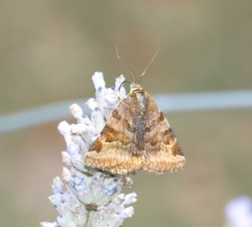 Euclidia glyphica