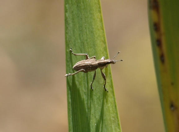 Charagmus gressorius