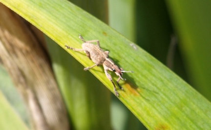 Charagmus gressorius