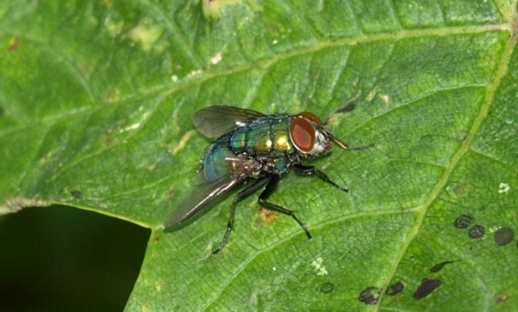 Lucilia sp. (mâle)