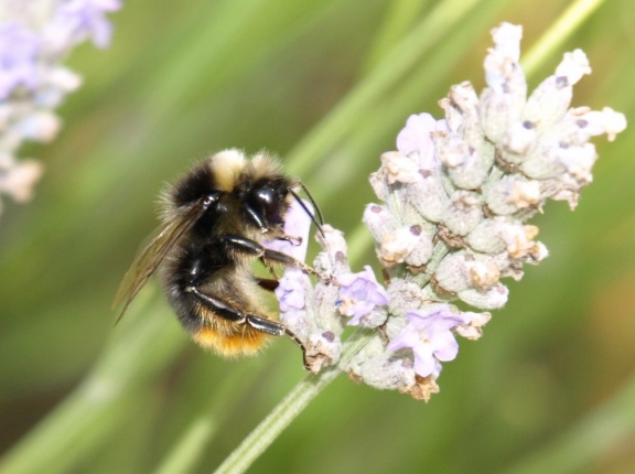 Bombus sp. (mâle)