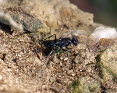 Dipogon sp.