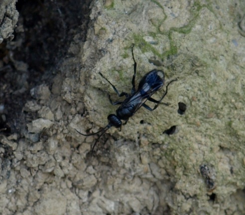 Dipogon sp.