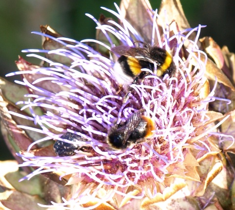 Bombus (Terrestribombus) sp.
