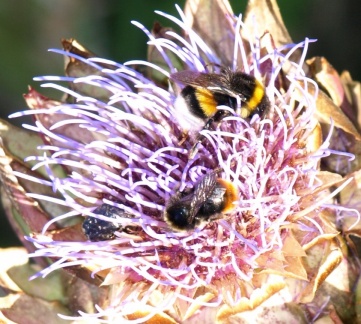 Bombus (Terrestribombus) sp.