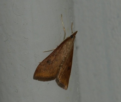 Udea ferrugalis