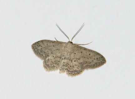 Idaea seriata