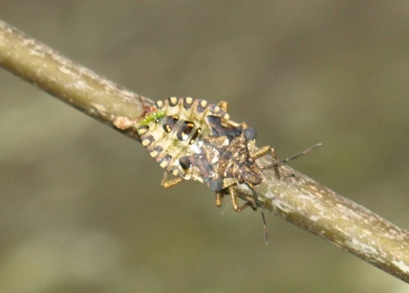 Pentatoma rufipes