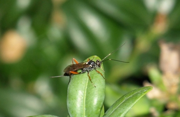 Ichneumonidae