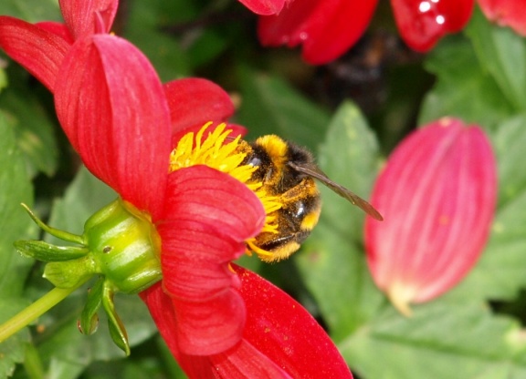 Bombus (Terrestribombus) sp.