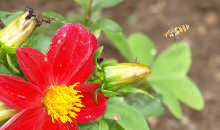 Episyrphus balteatus