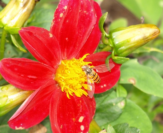 Episyrphus balteatus