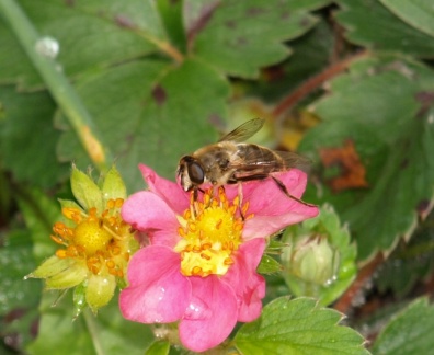 Eristalis tenax (femelle)