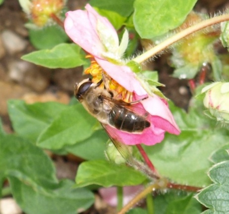 Eristalis tenax (femelle)