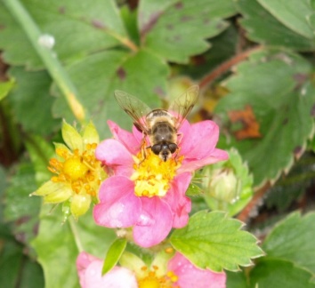 Eristalis tenax (femelle)