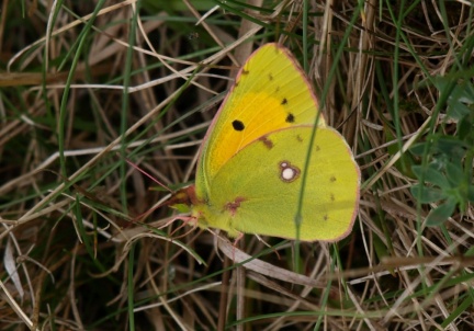 Colias crocea
