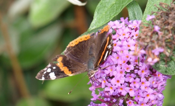 Vanessa atalanta
