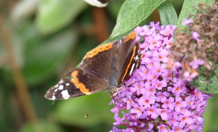 Vanessa atalanta