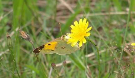 Colias crocea